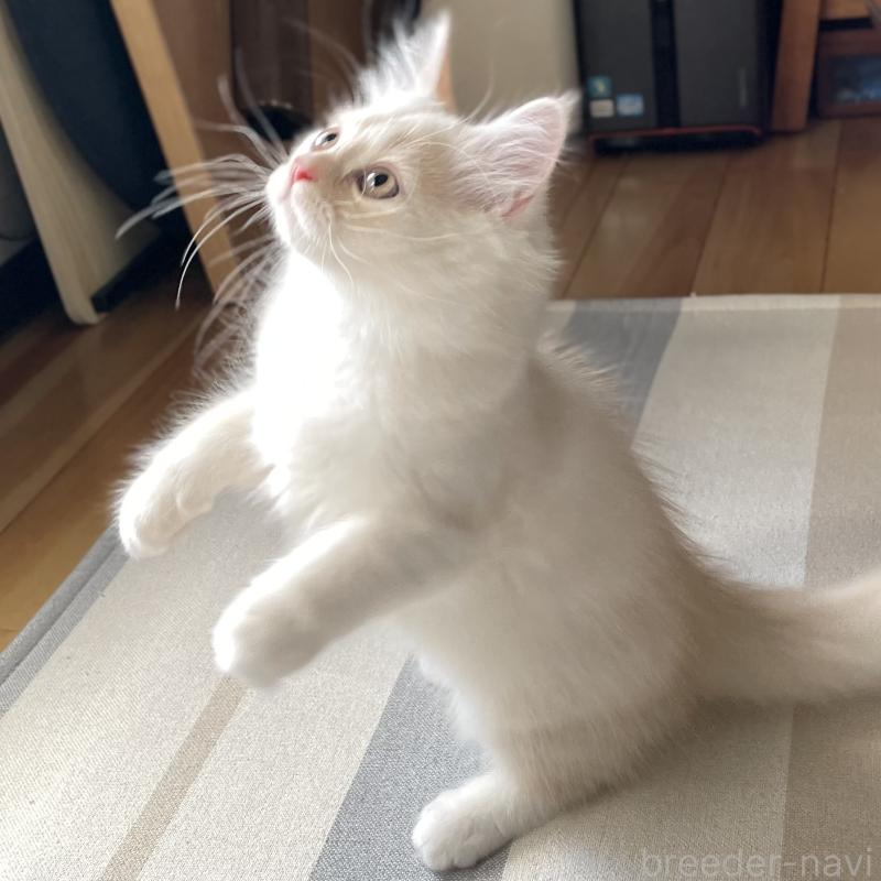 成約済の愛知県のミヌエット-130140の7枚目