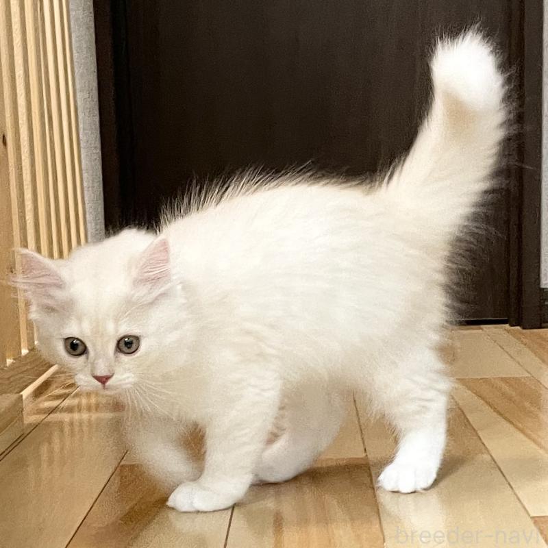 成約済の愛知県のミヌエット-130140の6枚目