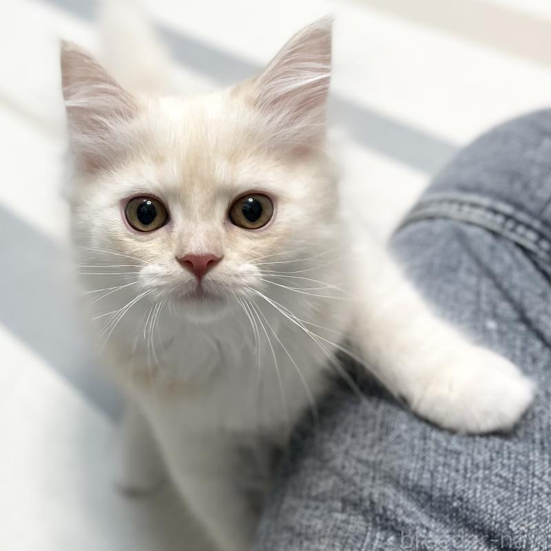 成約済の愛知県のミヌエット-130140の5枚目