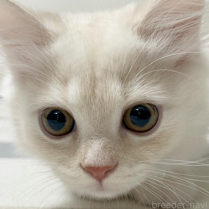 成約済の愛知県のミヌエット-130140の4枚目