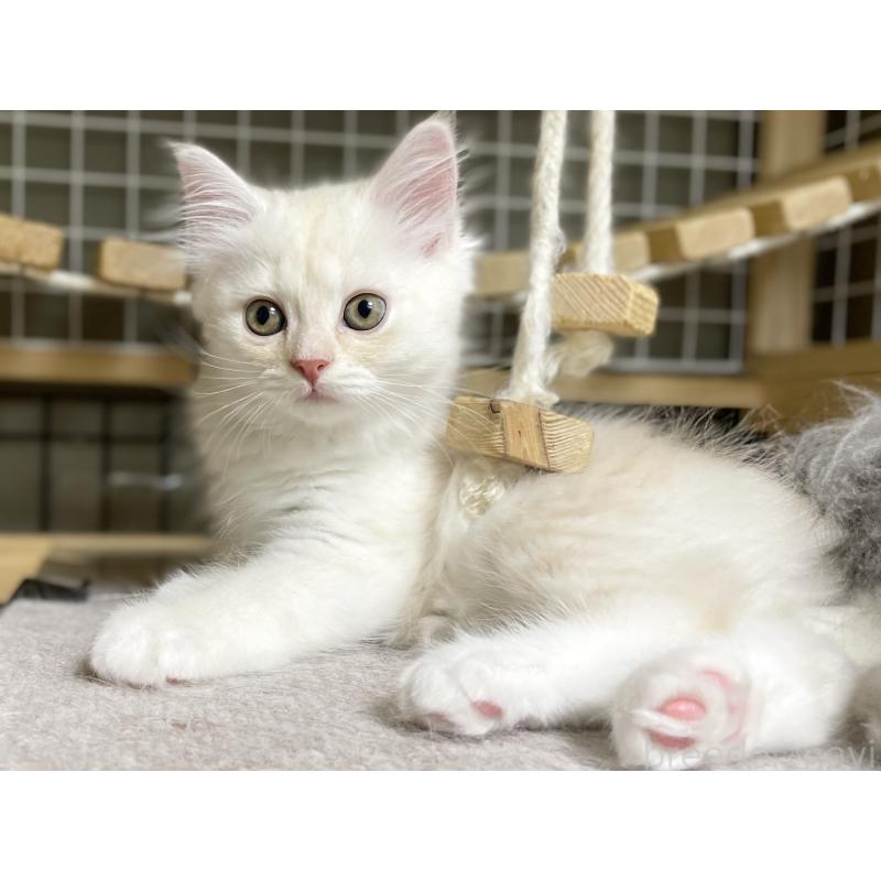 成約済の愛知県のミヌエット-130140の3枚目