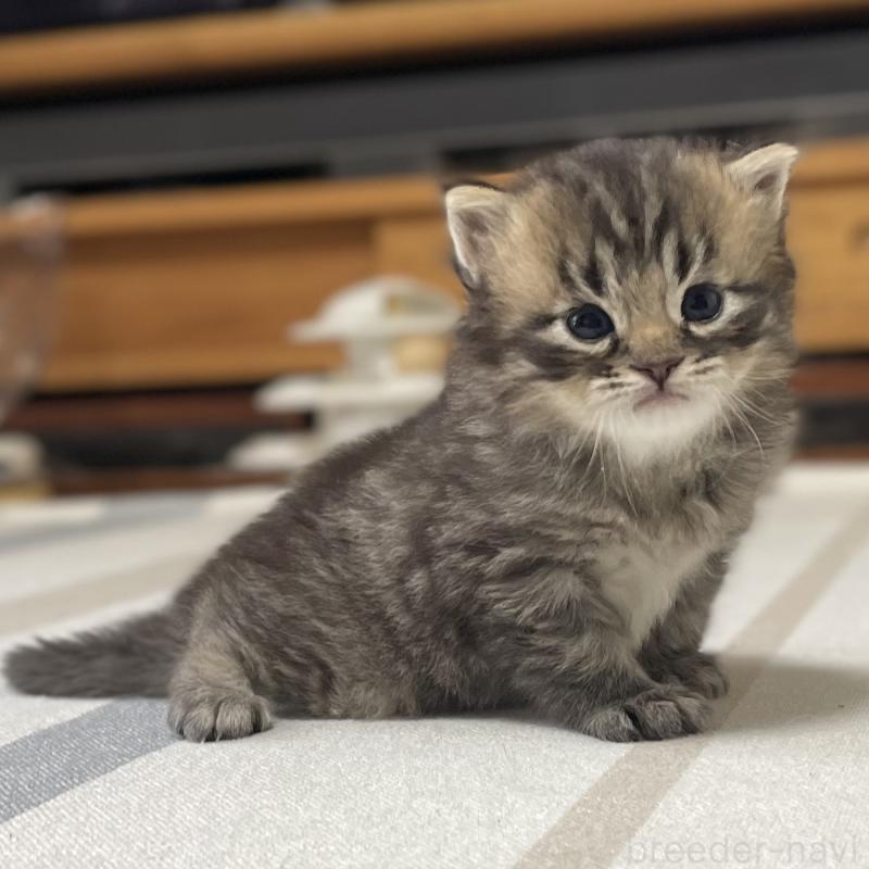 販売中の愛知県のミヌエット-134737