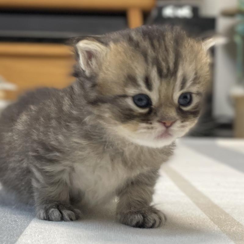 販売中の愛知県のミヌエット-134738