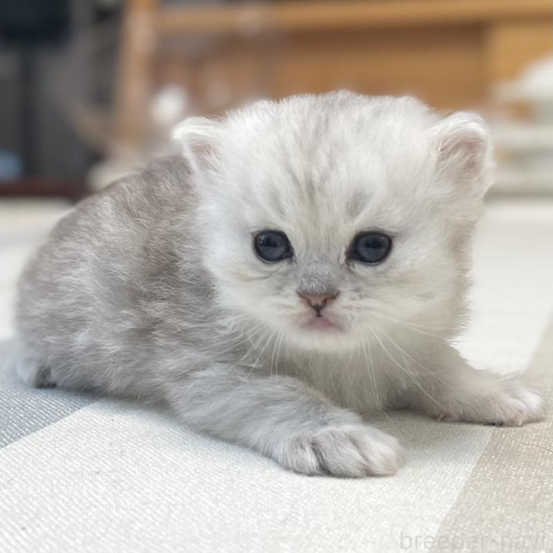 販売中の愛知県のミヌエット-134740