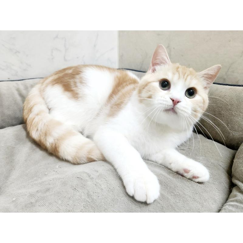 販売中の北海道のスコティッシュフォールド-123385の4枚目