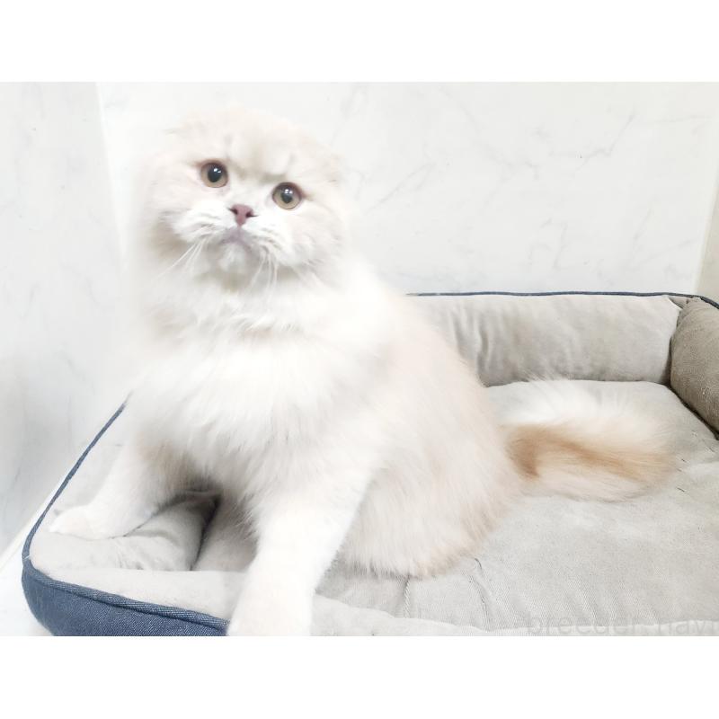 販売中の北海道のスコティッシュフォールド-126919の5枚目