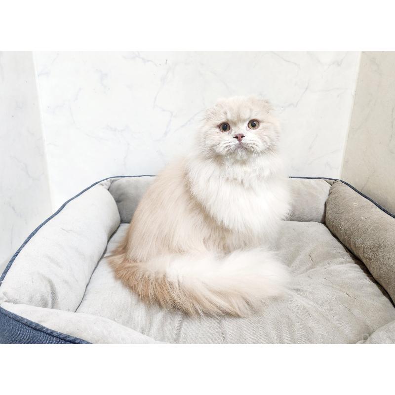 販売中の北海道のスコティッシュフォールド-126919の4枚目