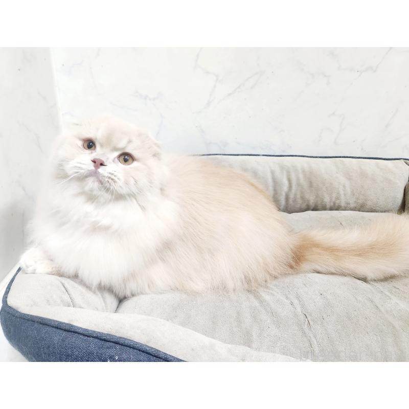 販売中の北海道のスコティッシュフォールド-126919の3枚目