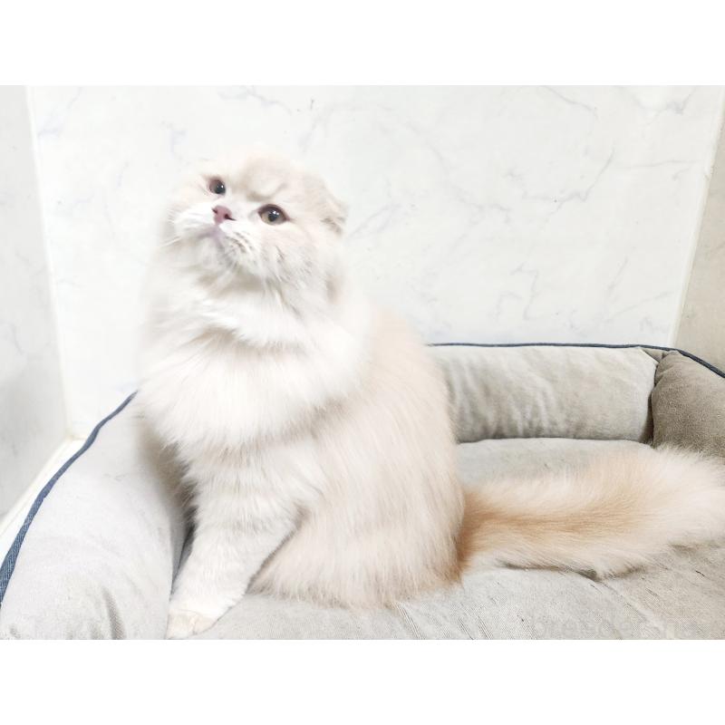 販売中の北海道のスコティッシュフォールド-126919の2枚目