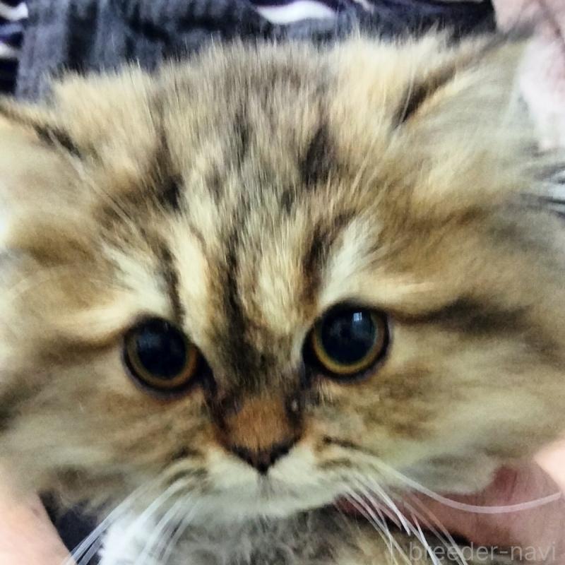 販売中の埼玉県のエキゾチックロングヘア-121082