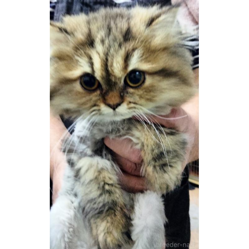 販売中の埼玉県のエキゾチックロングヘア-121082の5枚目