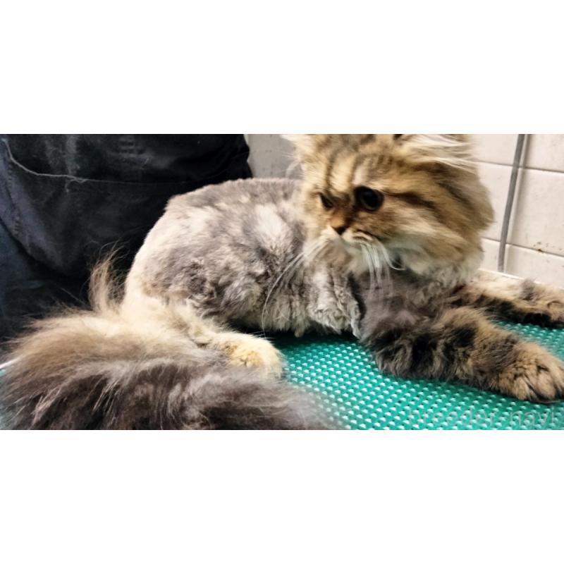 販売中の埼玉県のエキゾチックロングヘア-121082の4枚目