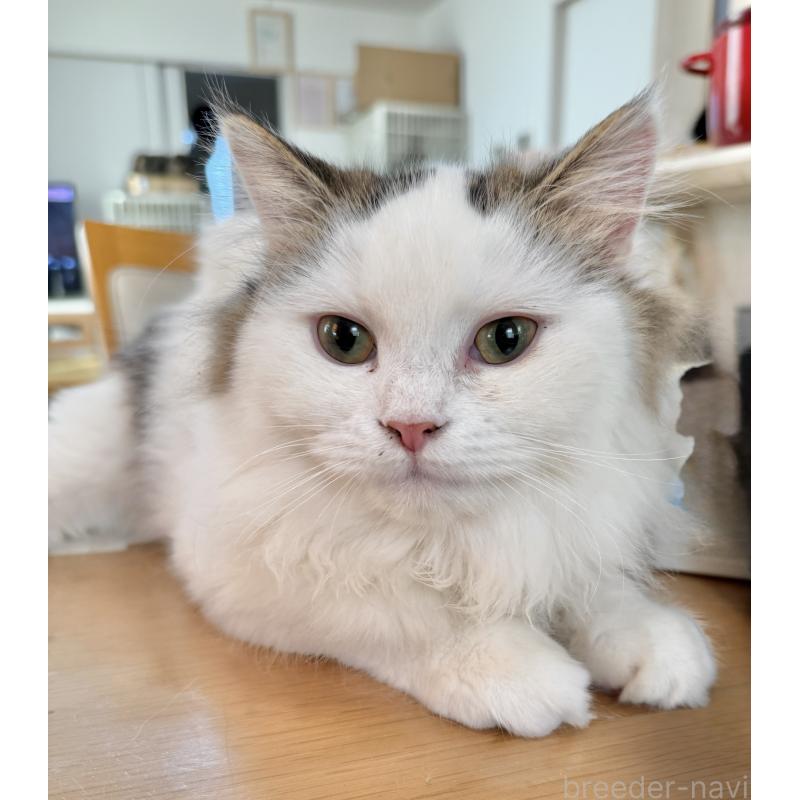 販売中の栃木県のミヌエット-126537の1枚目