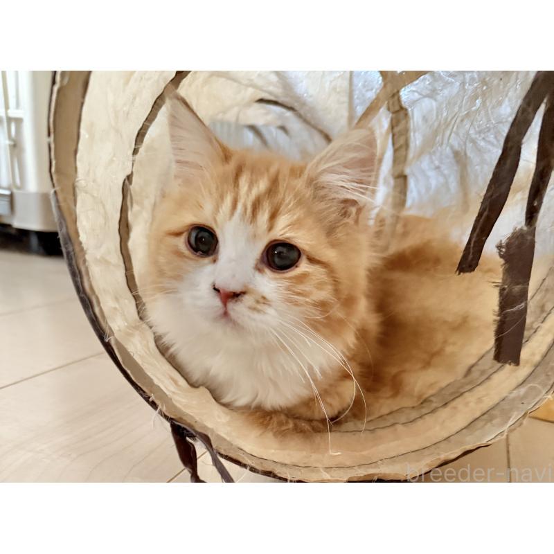 販売中の栃木県のマンチカン-131849の4枚目