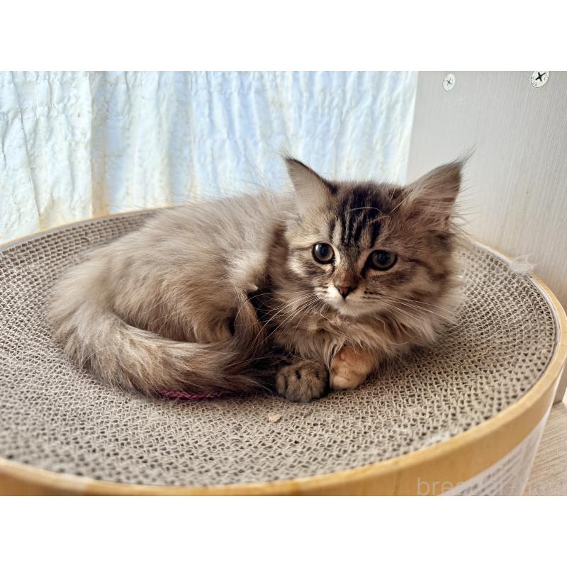 販売中の栃木県のマンチカン(短足)-131907の1枚目