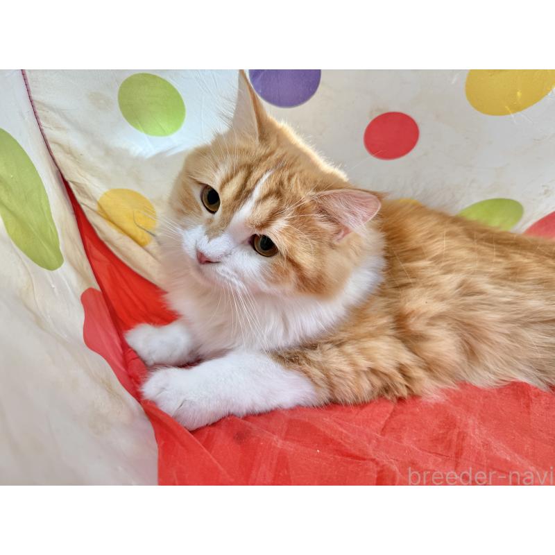 成約済の栃木県のミヌエット-124766の2枚目