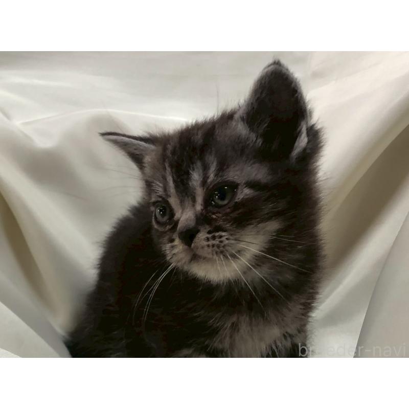 販売中の三重県のアメリカンショートヘア-135153の12枚目