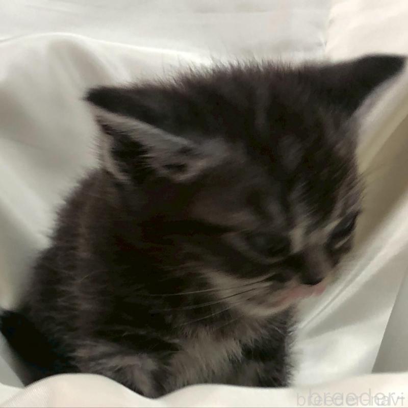 販売中の三重県のアメリカンショートヘア-135153の11枚目