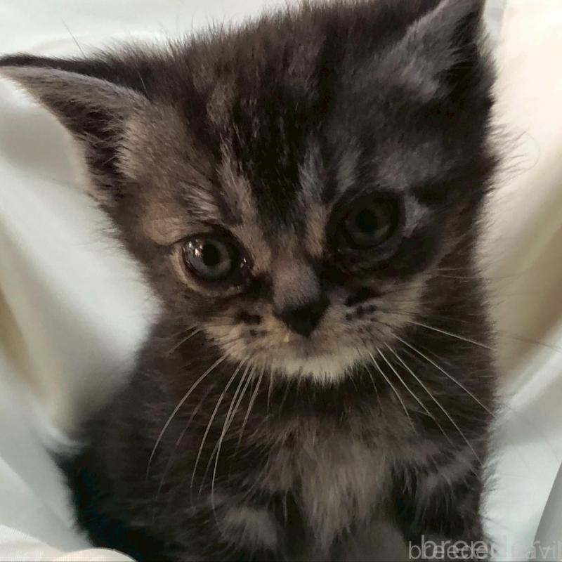 販売中の三重県のアメリカンショートヘア-135153の10枚目