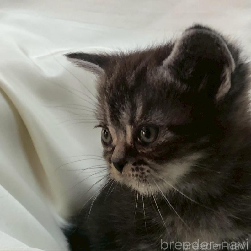 販売中の三重県のアメリカンショートヘア-135153の9枚目