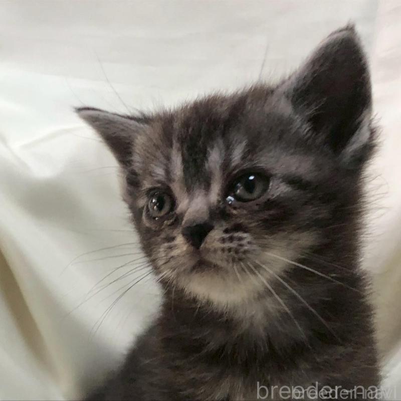 販売中の三重県のアメリカンショートヘア-135153の8枚目