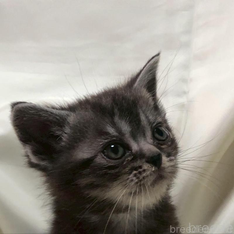 販売中の三重県のアメリカンショートヘア-135153の7枚目