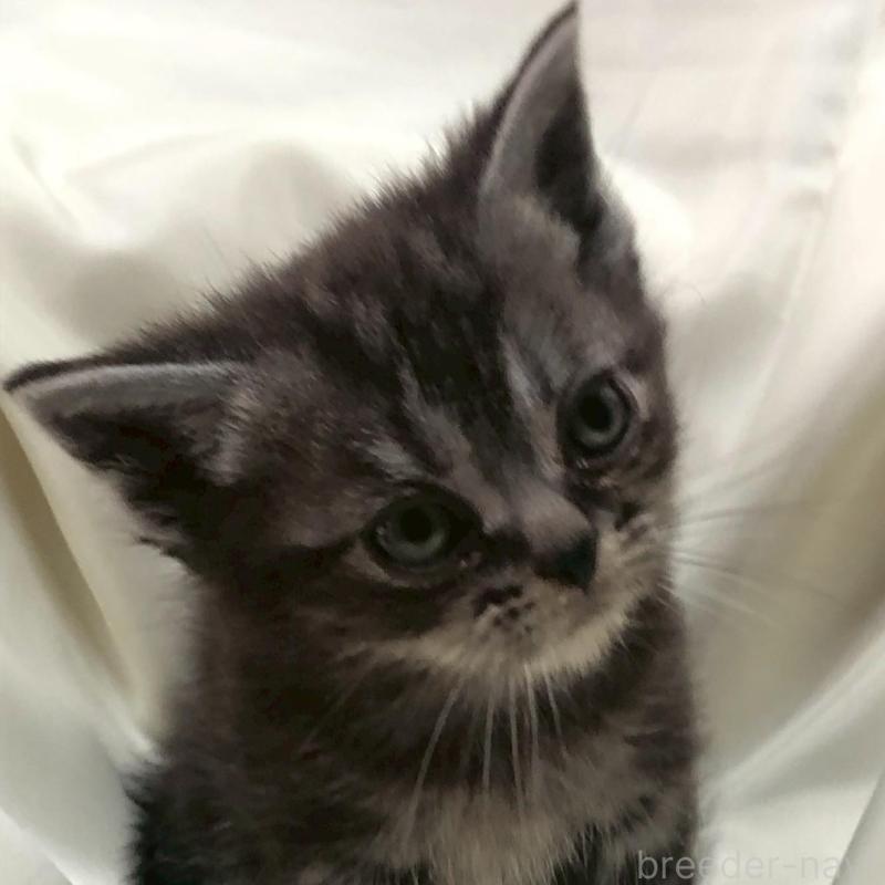 販売中の三重県のアメリカンショートヘア-135153の6枚目