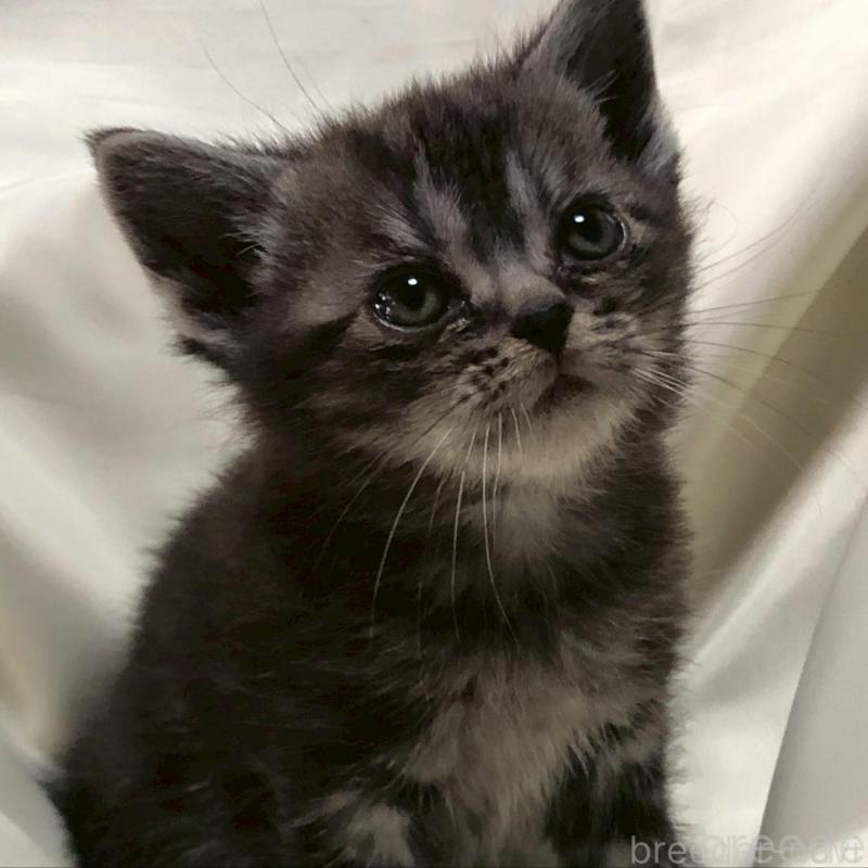 販売中の三重県のアメリカンショートヘア-135153の5枚目