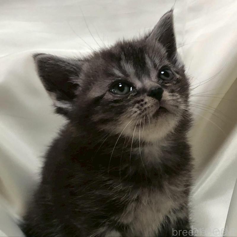 販売中の三重県のアメリカンショートヘア-135153の4枚目