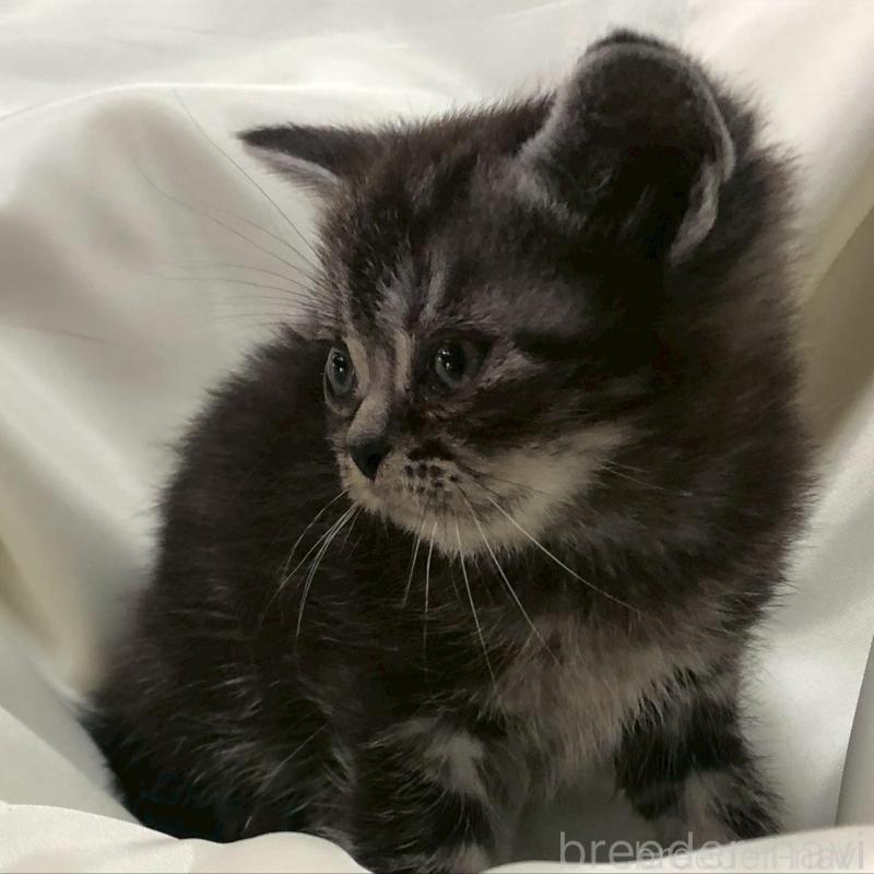 販売中の三重県のアメリカンショートヘア-135153の3枚目