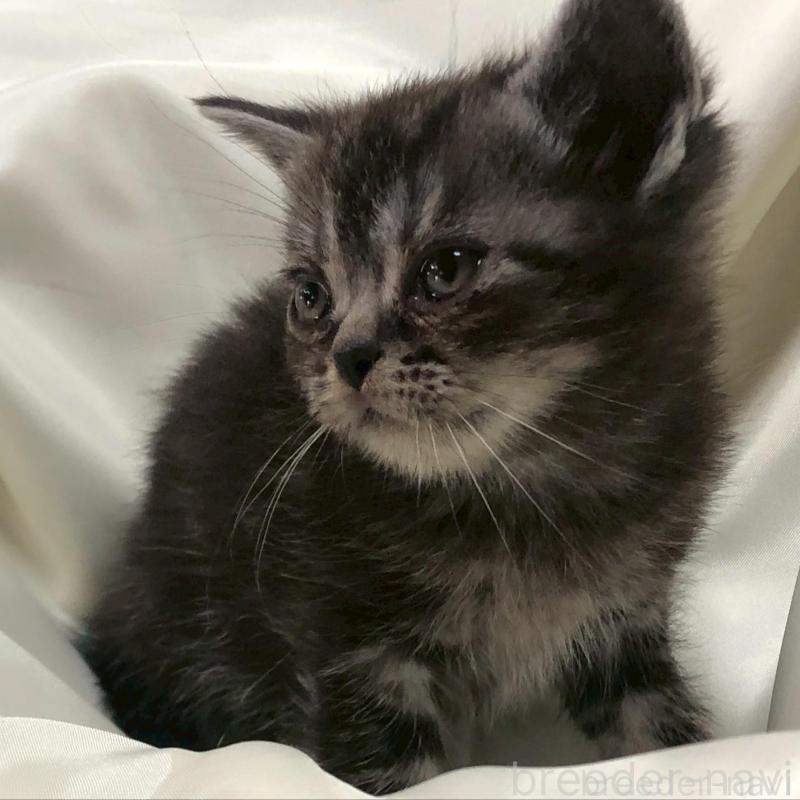 販売中の三重県のアメリカンショートヘア-135153の2枚目