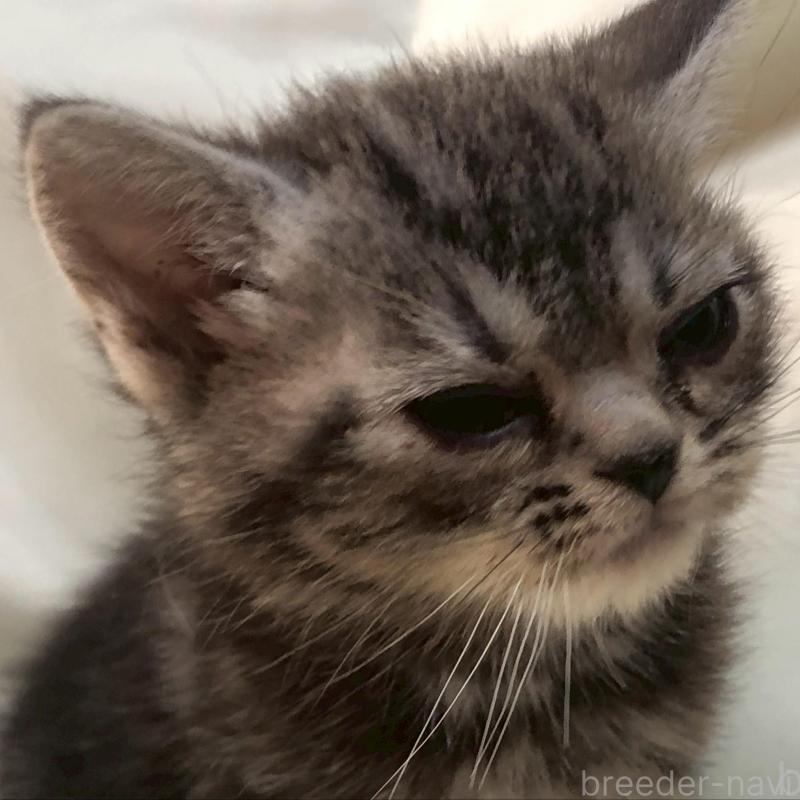 販売中の三重県のアメリカンショートヘア-135154の15枚目