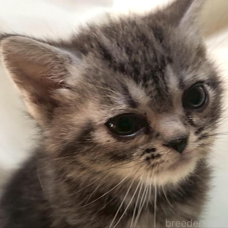 販売中の三重県のアメリカンショートヘア-135154の14枚目