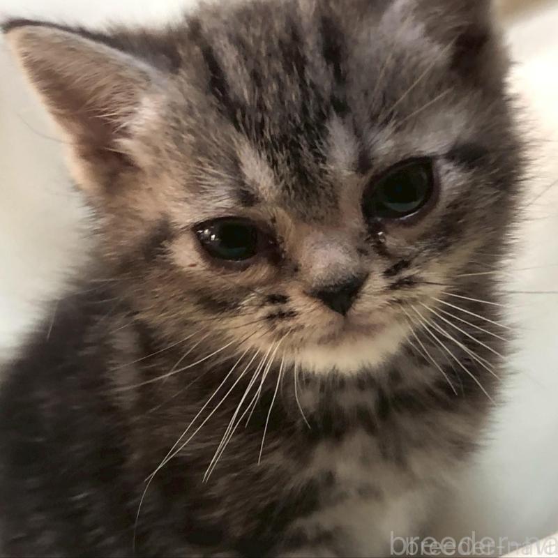 販売中の三重県のアメリカンショートヘア-135154の13枚目