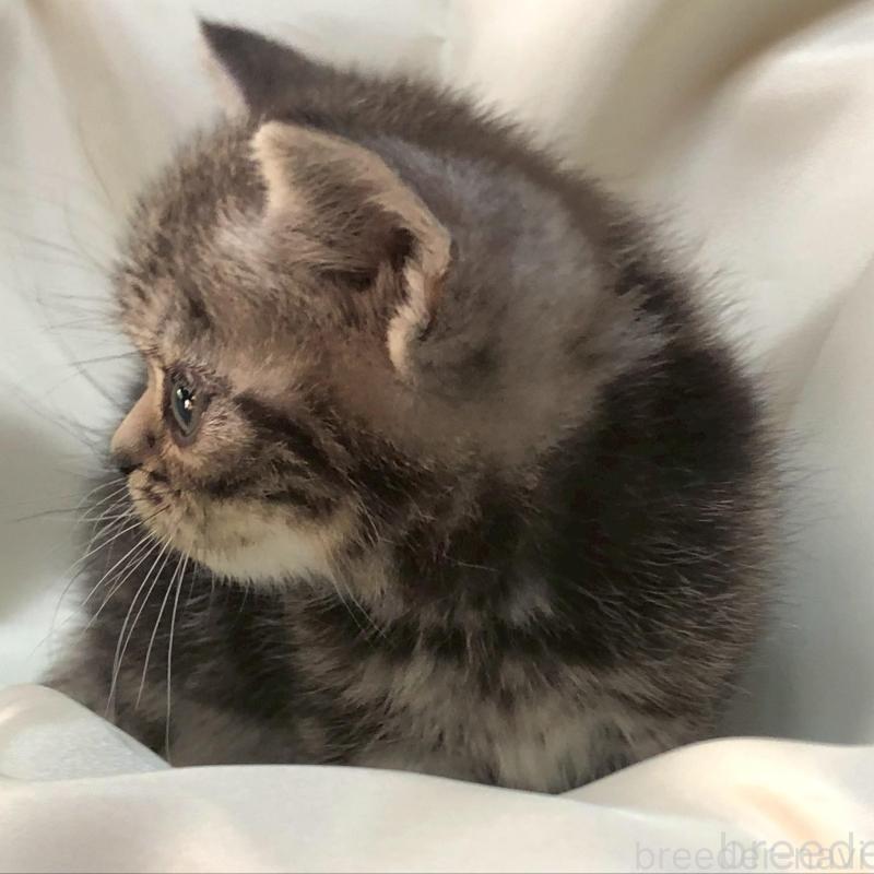 販売中の三重県のアメリカンショートヘア-135154の12枚目