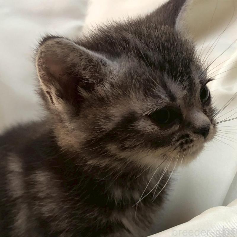 販売中の三重県のアメリカンショートヘア-135154の11枚目