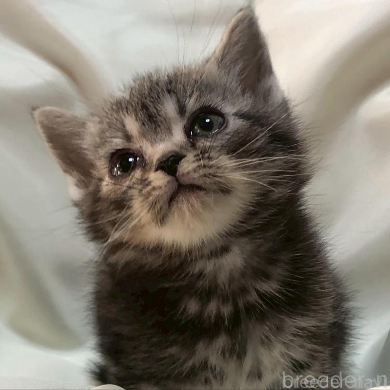 販売中の三重県のアメリカンショートヘア-135154の1枚目