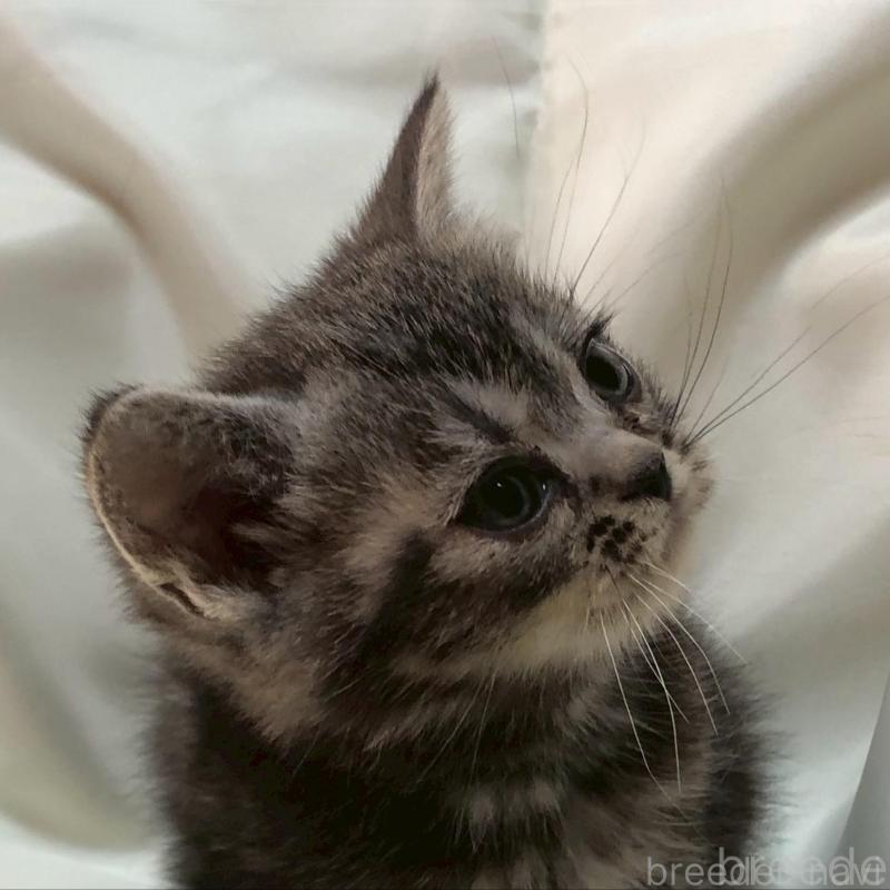 販売中の三重県のアメリカンショートヘア-135154の9枚目