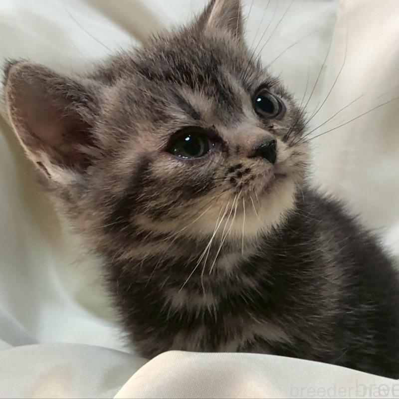 販売中の三重県のアメリカンショートヘア-135154の8枚目