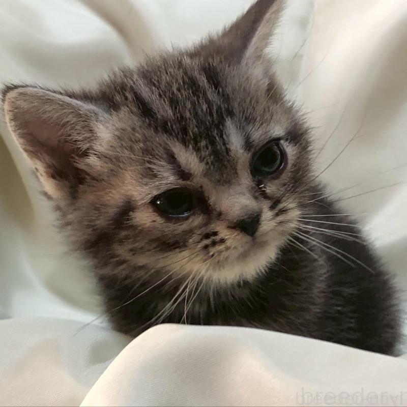 販売中の三重県のアメリカンショートヘア-135154の7枚目