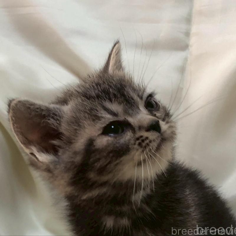 販売中の三重県のアメリカンショートヘア-135154の6枚目