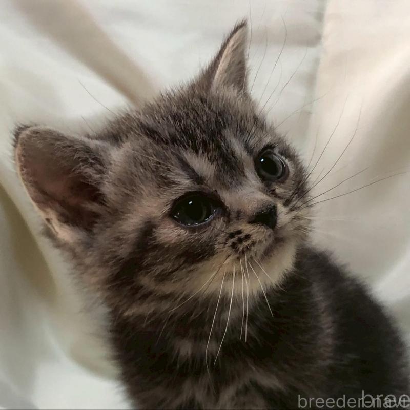 販売中の三重県のアメリカンショートヘア-135154の5枚目