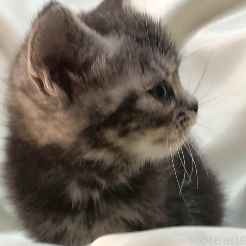 販売中の三重県のアメリカンショートヘア-135154の4枚目