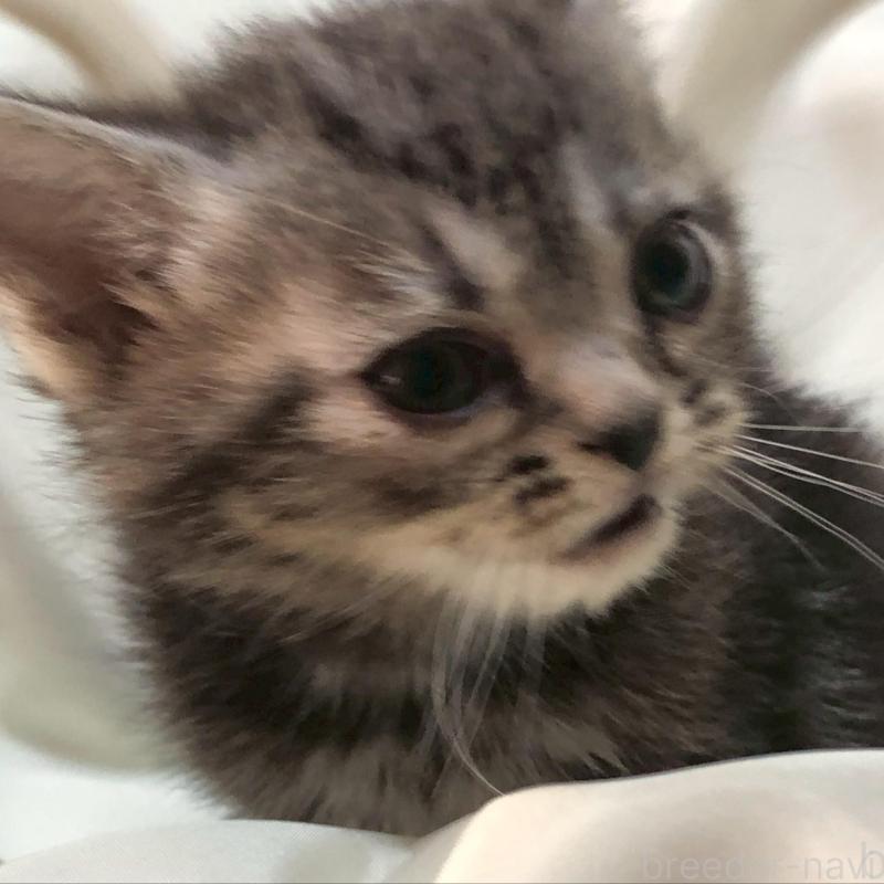 販売中の三重県のアメリカンショートヘア-135154の3枚目