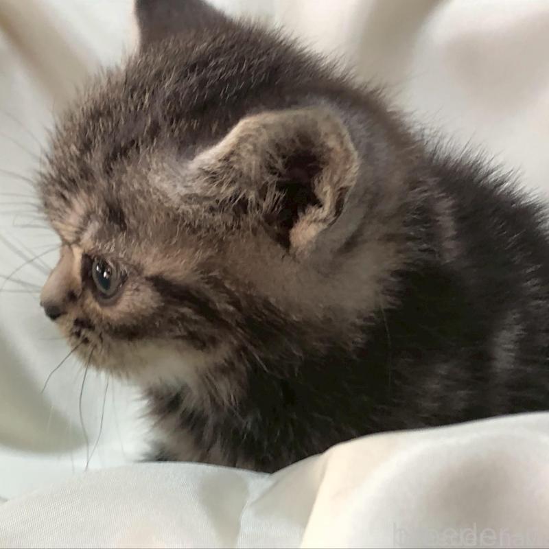 販売中の三重県のアメリカンショートヘア-135154の2枚目