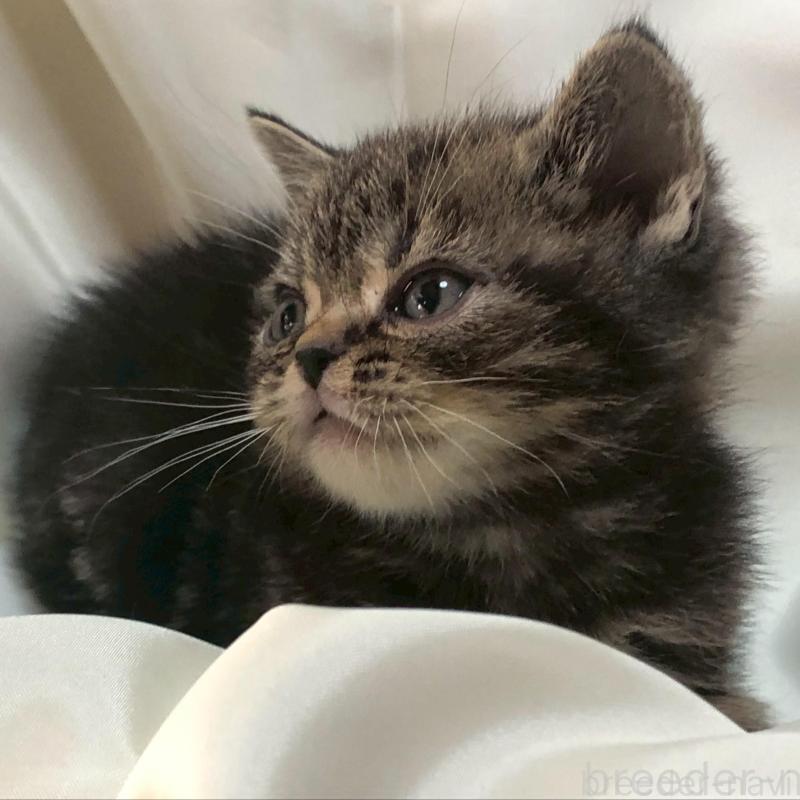 販売中の三重県のアメリカンショートヘア-135155の14枚目