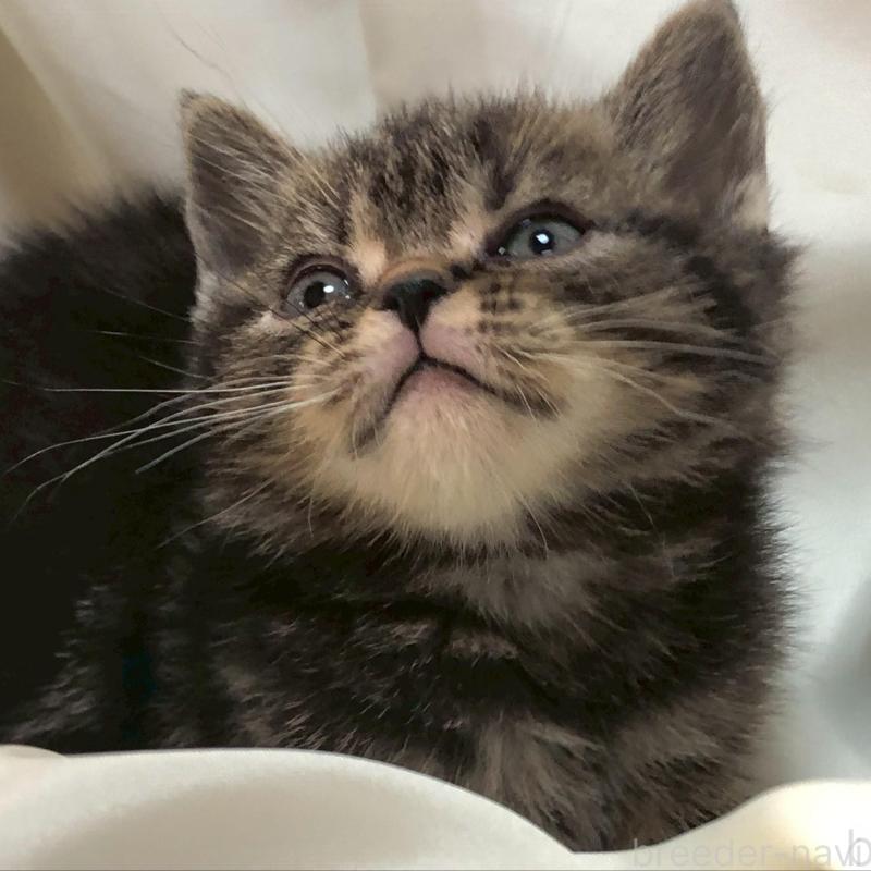 販売中の三重県のアメリカンショートヘア-135155の13枚目