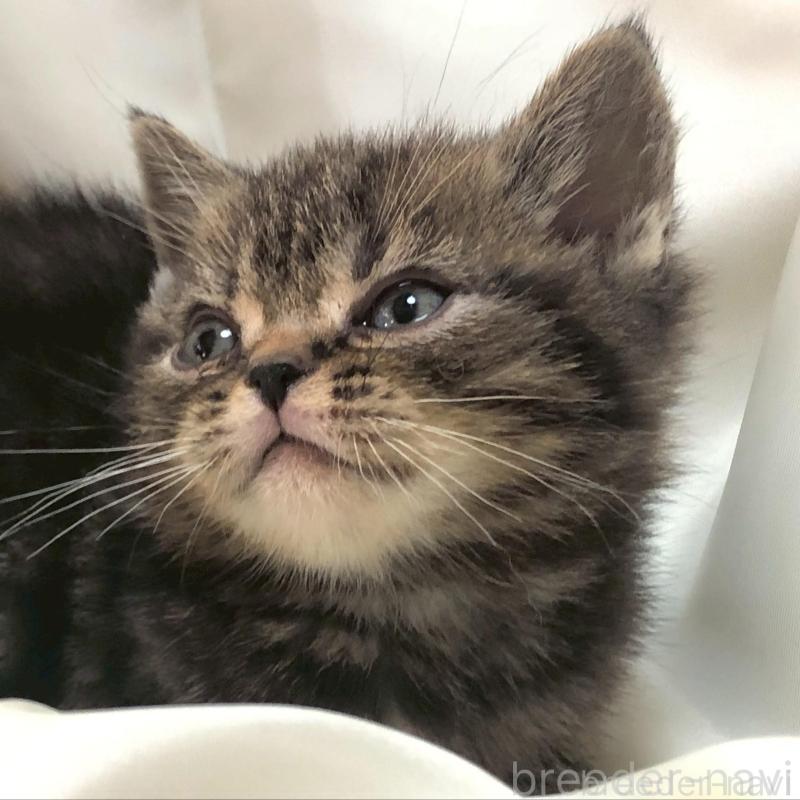 販売中の三重県のアメリカンショートヘア-135155の12枚目