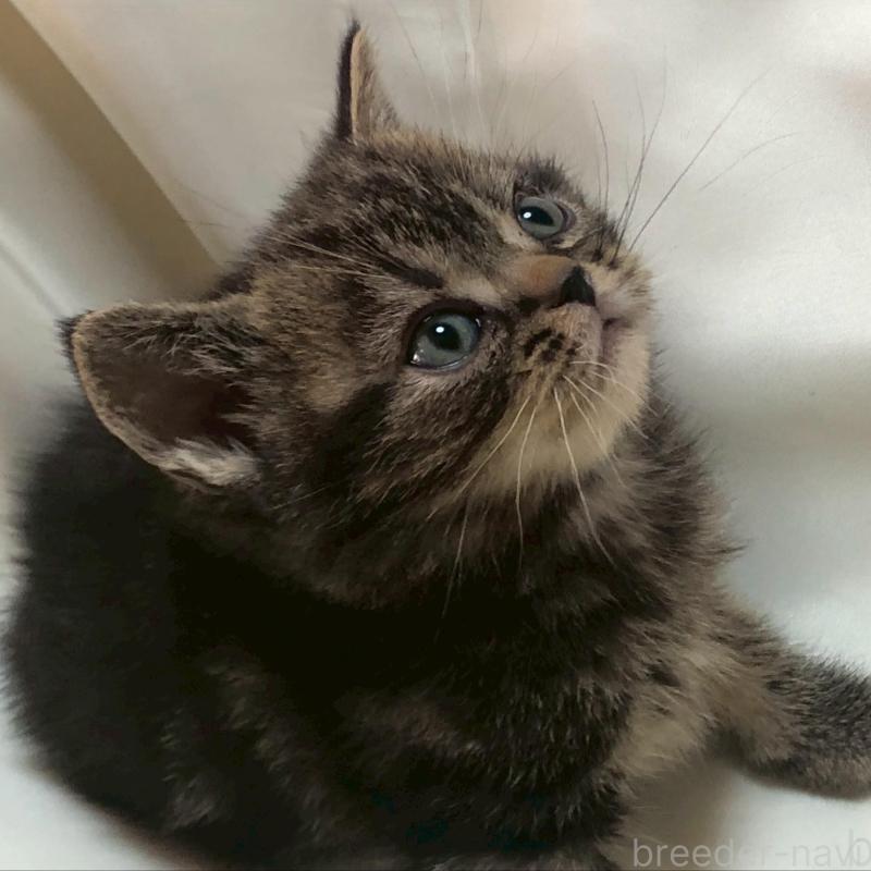 販売中の三重県のアメリカンショートヘア-135155の11枚目