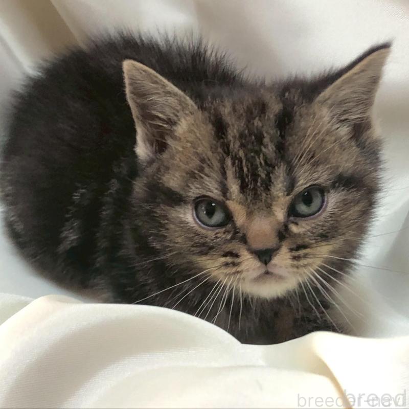 販売中の三重県のアメリカンショートヘア-135155の10枚目